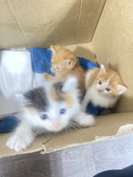 Животные котята трое