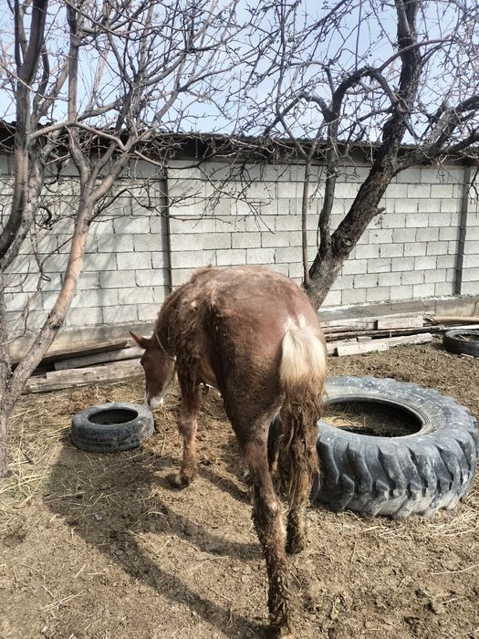 Жылқы бордақы семіз