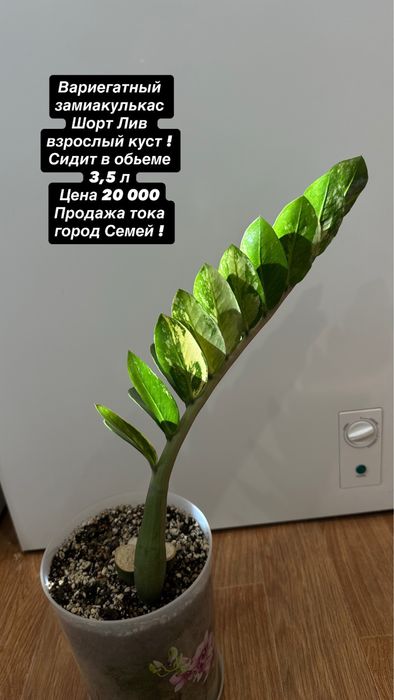 Фикус бенджамина Де Гантель
