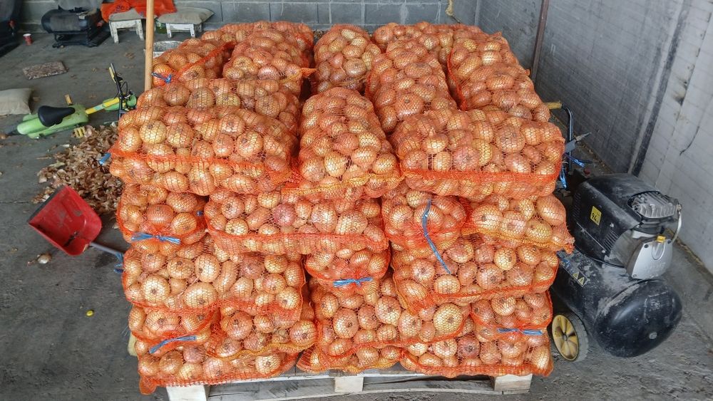 Ceapa galbena plata