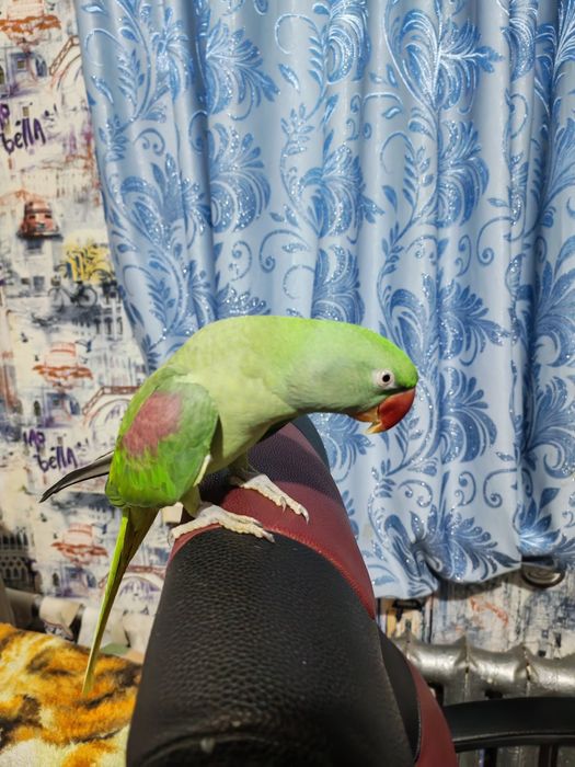 Попугай Александрийский