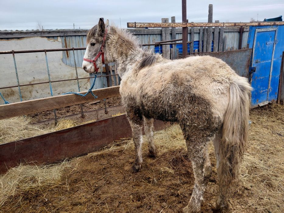 Продам кобылку .