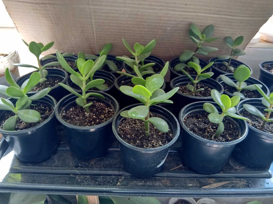 Дърво на Парите/Айхризон, Дърво на живота, Стайна Палма Юка