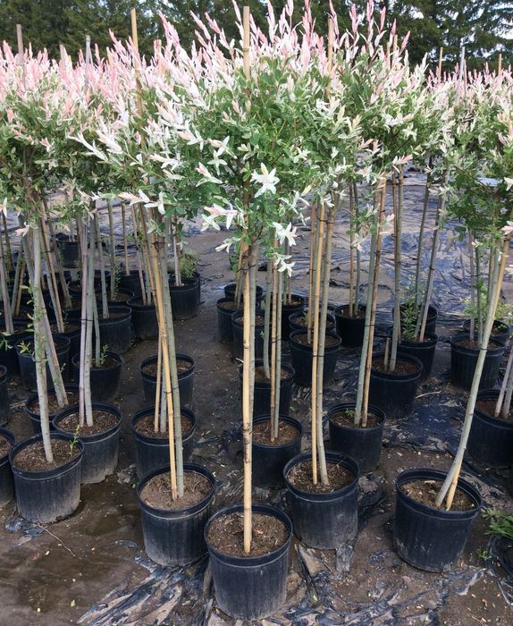 Salcie Japoneza la Ghiveci pe Trunchi