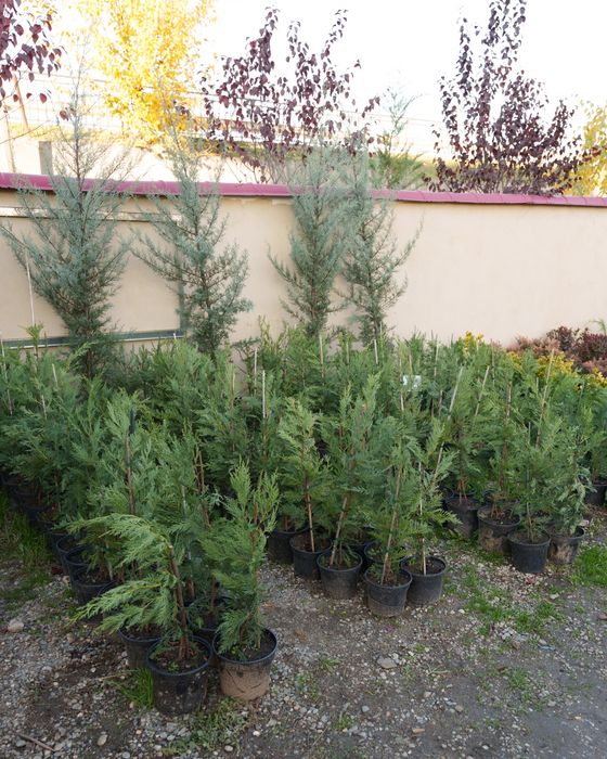 Chiparos leylandii 60-80 cm/ gard viu vesnic verde/ tuia/ plante ornamentale
