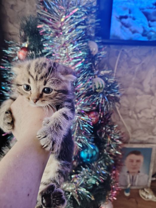 Шотландский фолдик