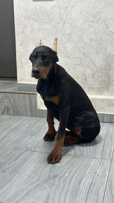 Щенок добермана девочка