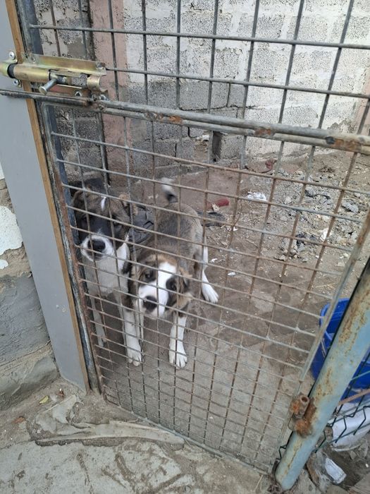 Щенок алабая 3 месячный