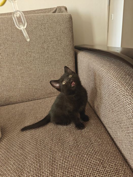 Отдам котенка мальчика