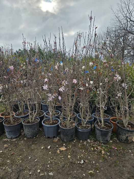 Salcie plangatoare salix