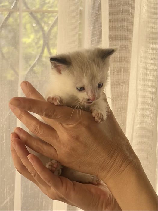 Котята мальчики очень красивые