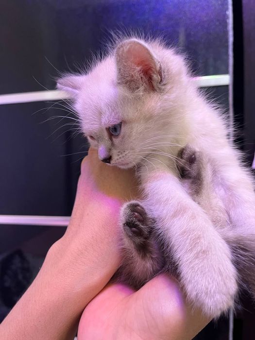Котенок продистый