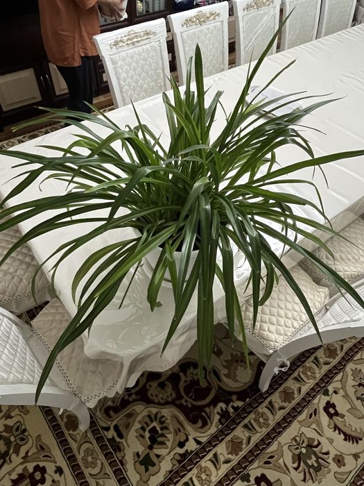 Цветы хлорофитум