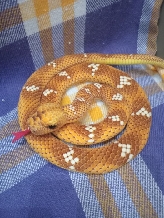 Игрушки детские для детей