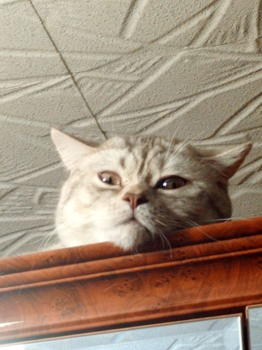 Шотландцы коты и кошки