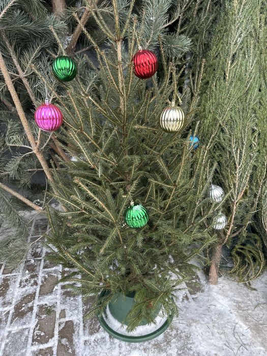 Ель оптом астана