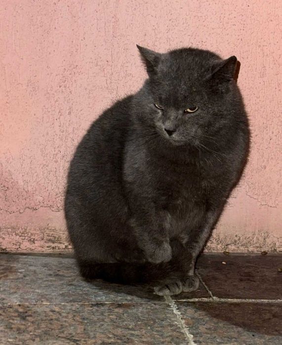 Adoptie motan Albastru de Rusia Lord