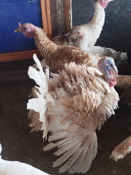 Продам молодых индюков самцов