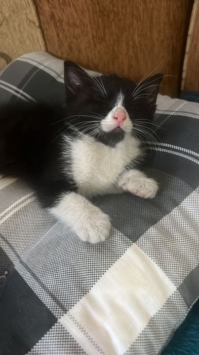 Котенцето Данго търси дом