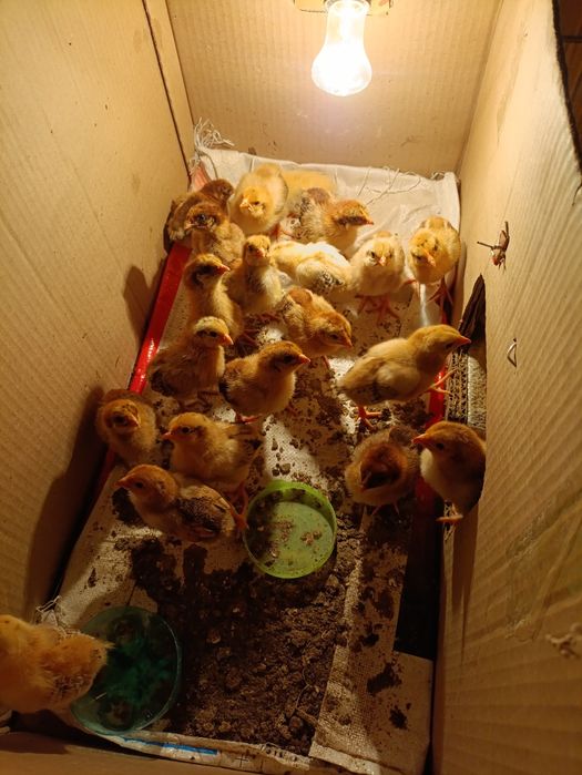 1 апталық Балапандар