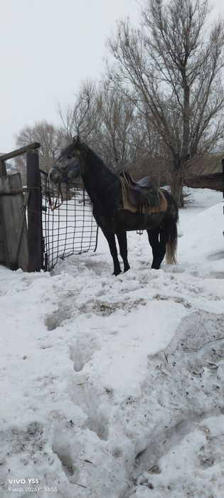 Продам Жеребца иноходец