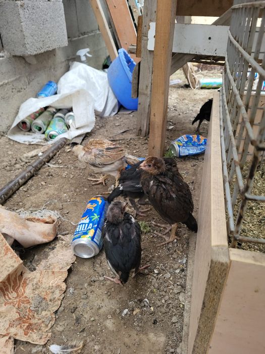 Сатамын шожелер 4 шт 16000