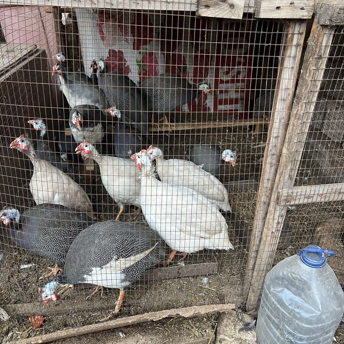 Sisarkala srochniy sotiladi