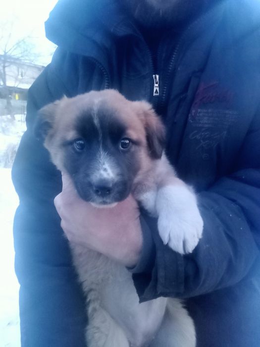 Очаровательные щенята