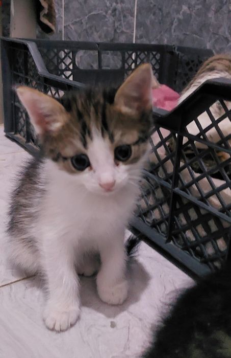 Отдам котят в добрые руки