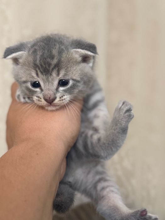 Вислоухие котята