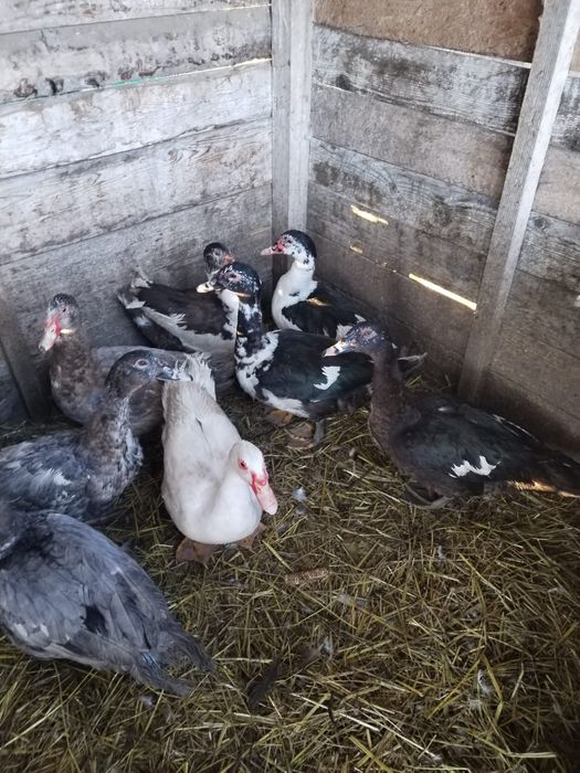 Rațe leșești ( mute)