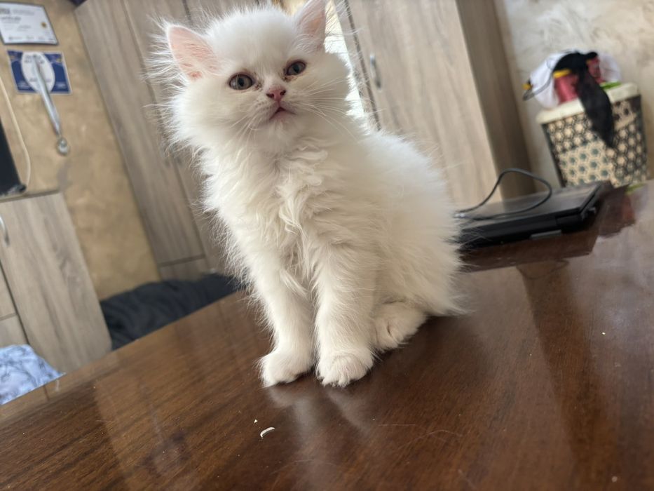 Персийски котета