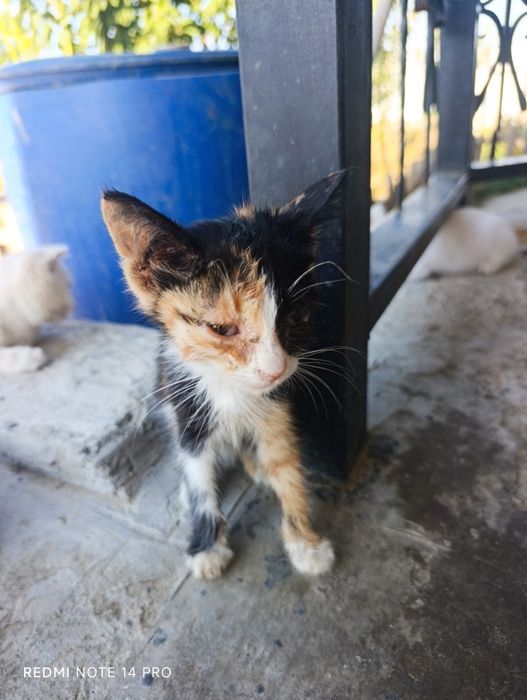 Котенок в добрые руки