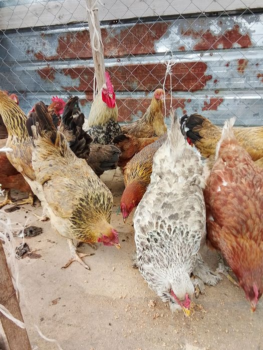 Продам куры кученский