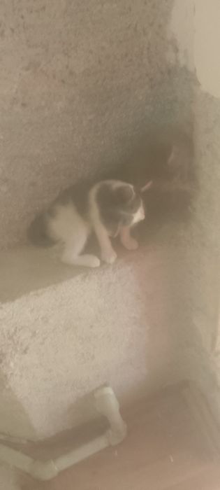 Одам котят бесплатно