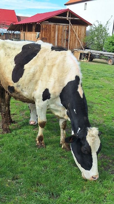 Vând două vaci holstaien