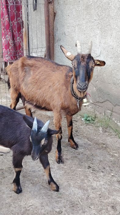 Capra Alpin Francez