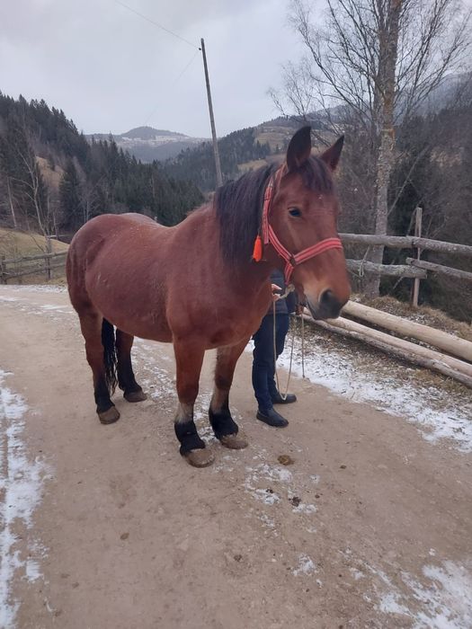 Iapă gestantă  de vinzare