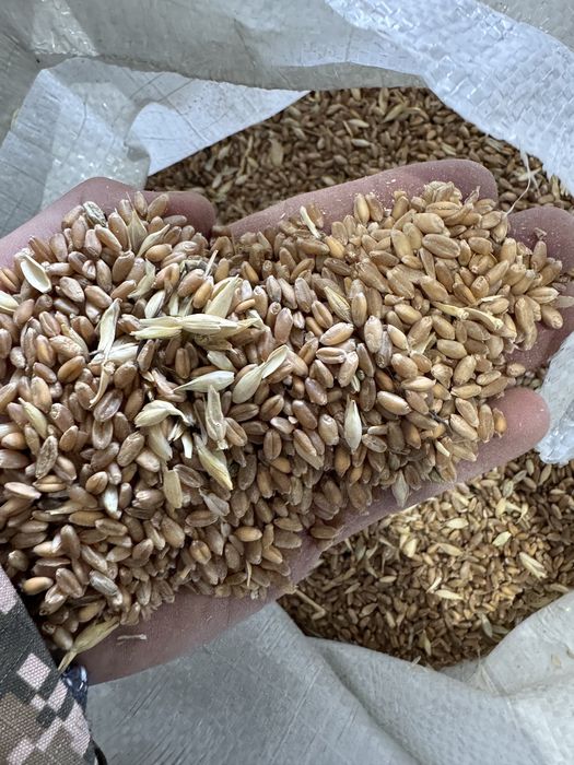 Продам семеной ячмень семена экспарсета