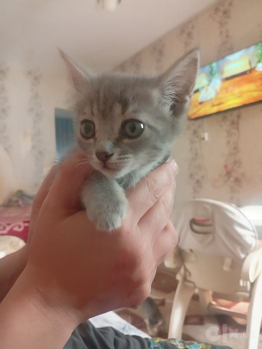 Продается котенок скотишь страйт правильной вязки 2 месяца