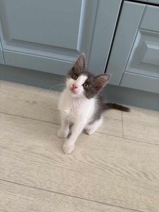 Котята в Актау хорошие руки
