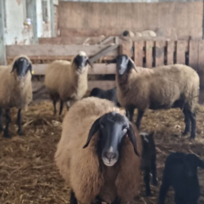 Oi carabase de Teleorman de vanzare