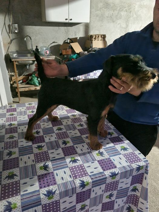 Vand femela de jagdterrier