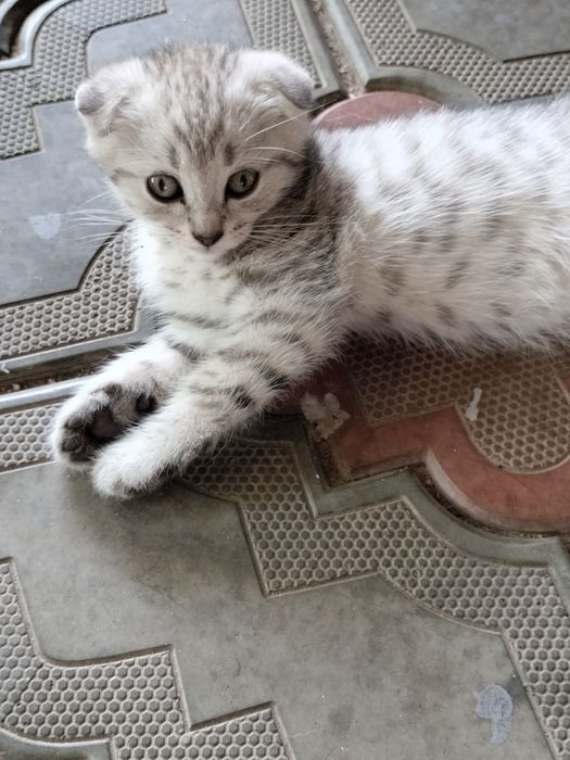 Продам котят скотиш страйт.