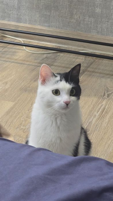 Отдам в хорошие руки