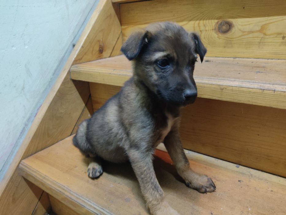 Щенок помесь овчарка