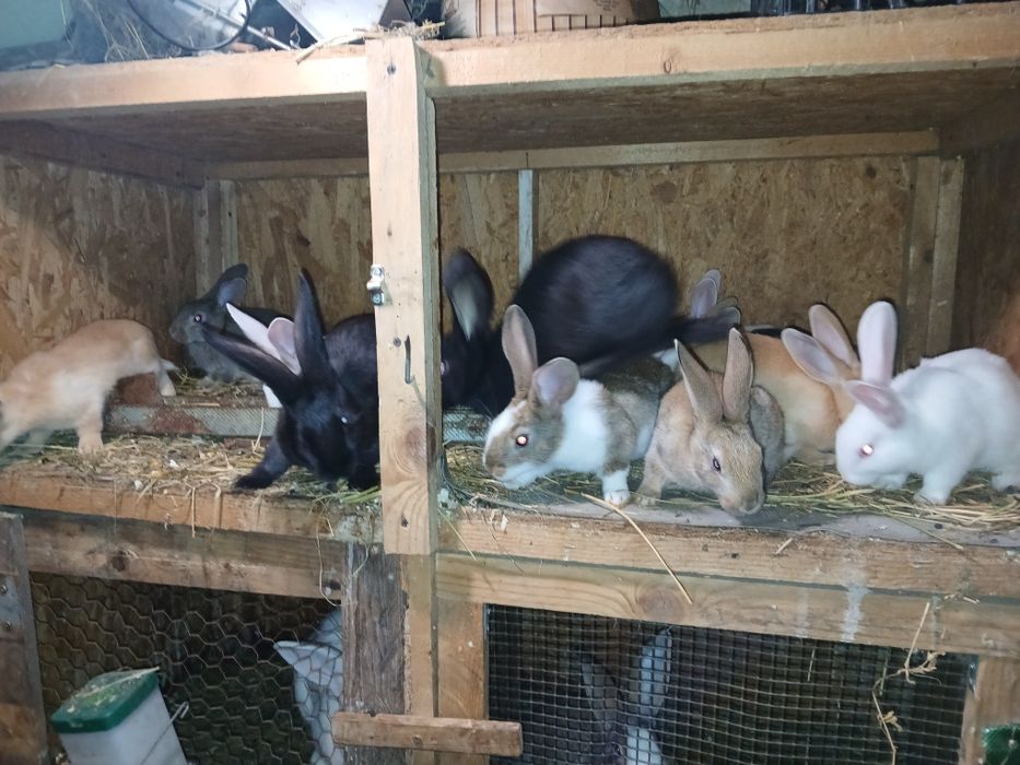 Vând iepuri hicole francez