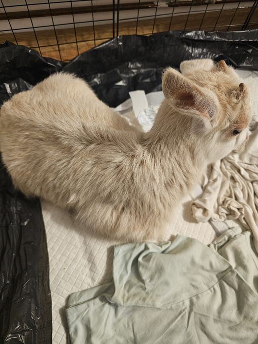 Ied de vânzare micuț