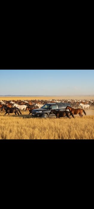 Посу лошадей  Караганда