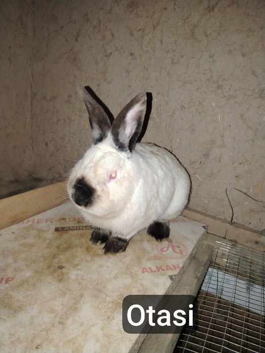 Quyonlar bor barter qilaman